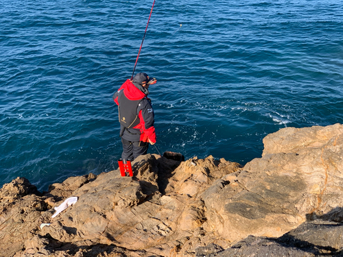 クロの釣果