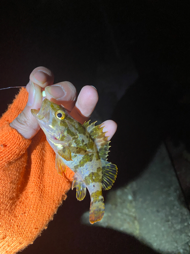 タケノコメバルの釣果