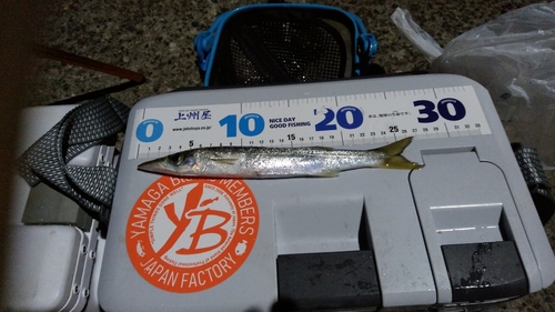 カマスの釣果