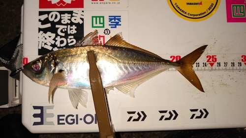 アジの釣果