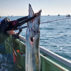 タチウオの釣果