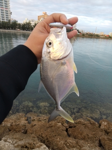 オニヒラアジの釣果