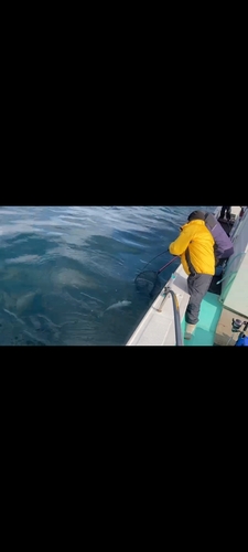 ハマチの釣果