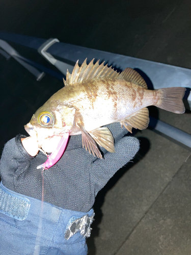 シロメバルの釣果