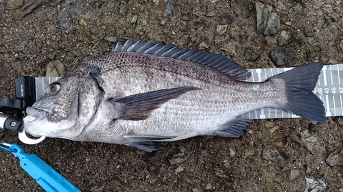 チヌの釣果