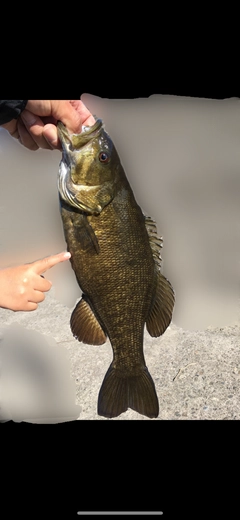 スモールマウスバスの釣果