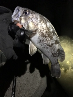 クロソイの釣果