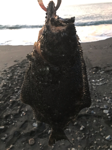 ソゲの釣果