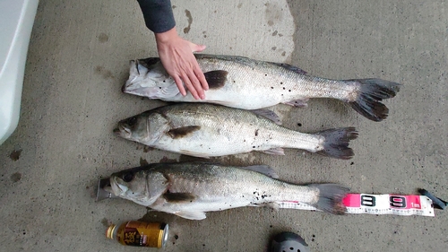 シーバスの釣果