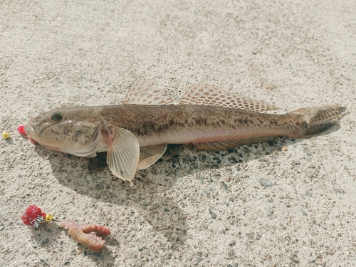 ハゼの釣果