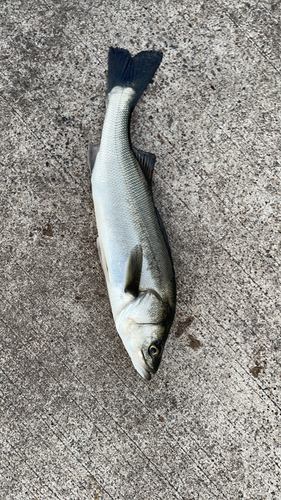 フッコ（ヒラスズキ）の釣果