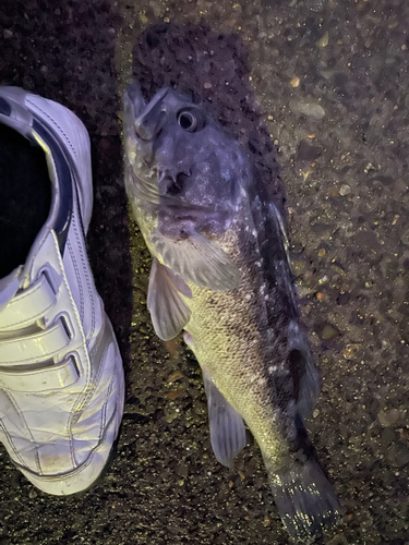 クロソイの釣果