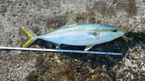 メジロの釣果