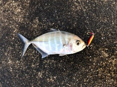 ヒラアジの釣果