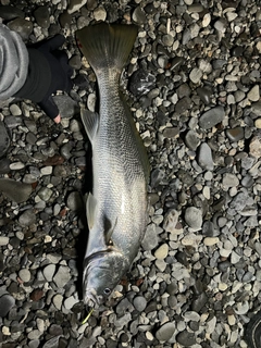 オオニベの釣果