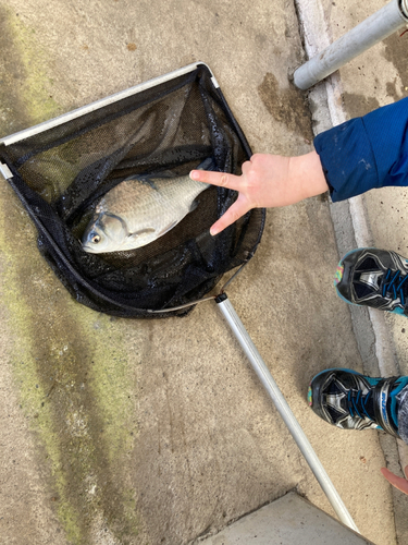 ヘラブナの釣果