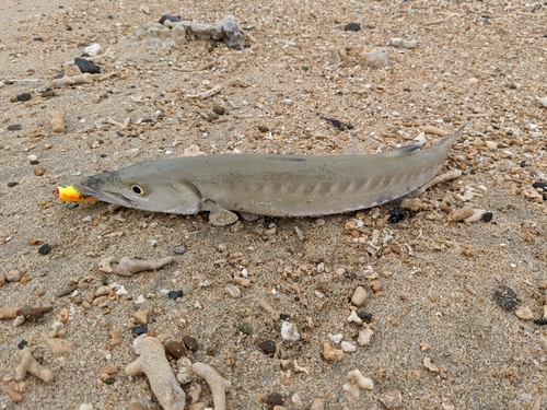 オニカマスの釣果