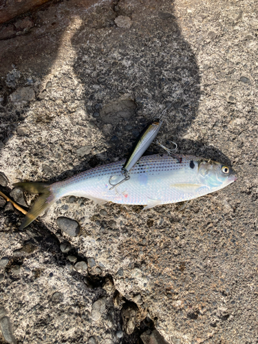 コノシロの釣果