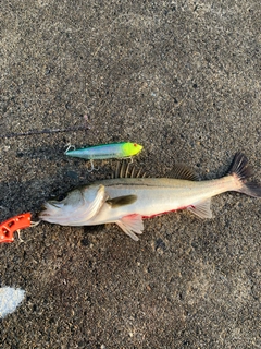 シーバスの釣果