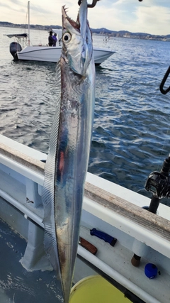 タチウオの釣果