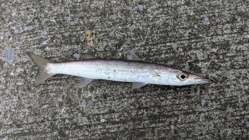 カマスの釣果