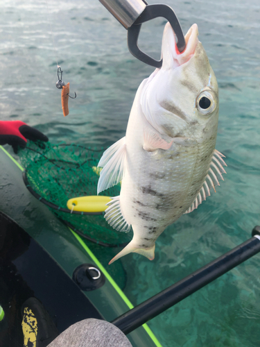 シロダイの釣果