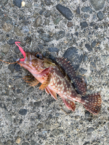 カサゴの釣果