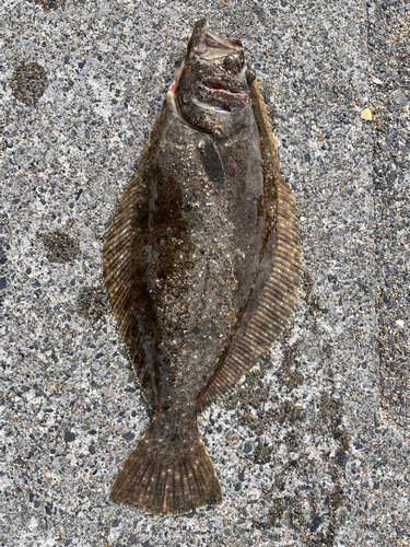 ヒラメの釣果