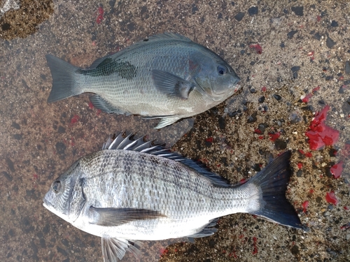 クチブトグレの釣果