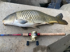 コイの釣果