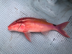 オキナヒメジの釣果