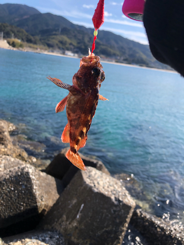 アラカブの釣果