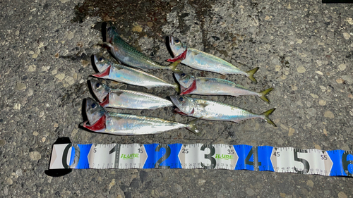 サバの釣果