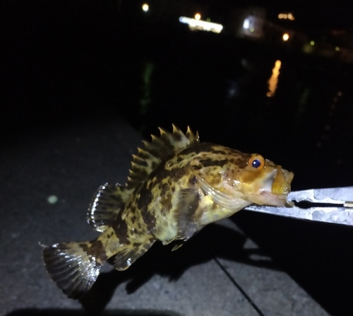 タケノコメバルの釣果