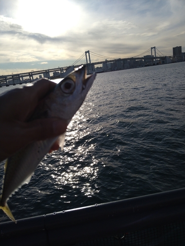 サバの釣果