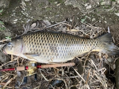 コイの釣果