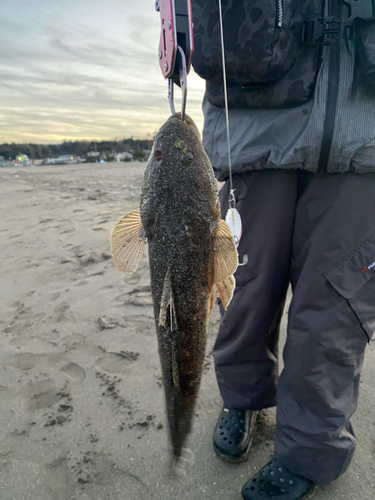 マゴチの釣果