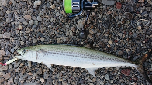 サゴシの釣果