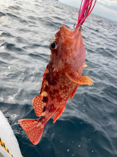 ウッカリカサゴの釣果