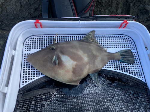 ウマヅラハギの釣果