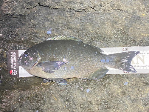 クチブトグレの釣果