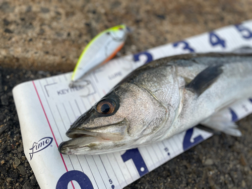 シーバスの釣果