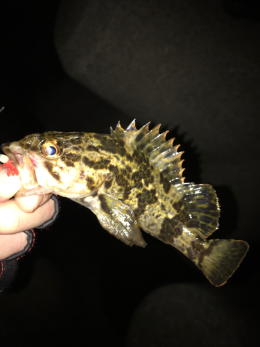 タケノコメバルの釣果