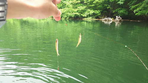 ワカサギの釣果