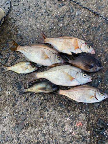 アカタナゴの釣果
