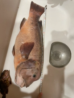 コブダイの釣果
