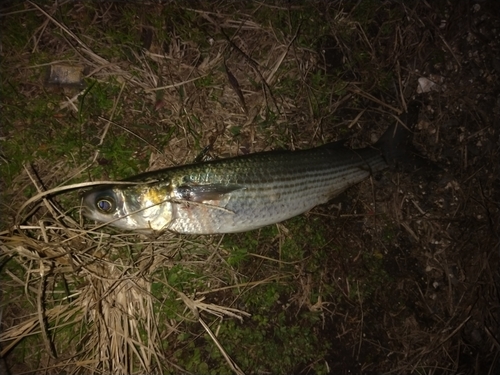 ボラの釣果