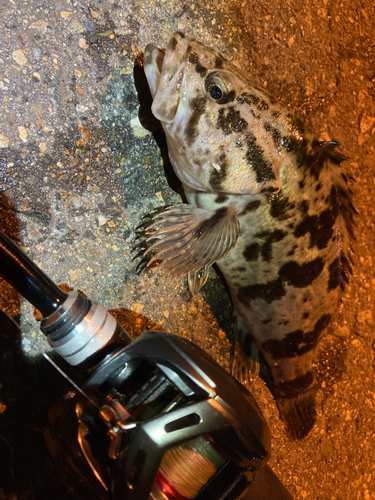 タケノコメバルの釣果