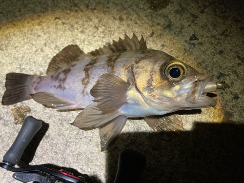 メバルの釣果