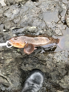 アイナメの釣果